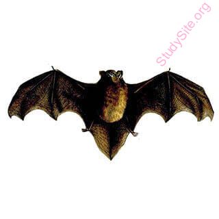 bat (Oops! image not found)