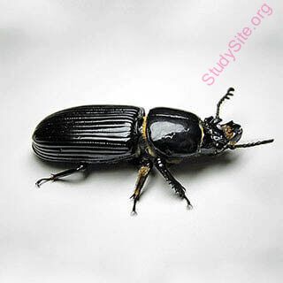 English To English Dictionary Meaning Of Beetle In English Is