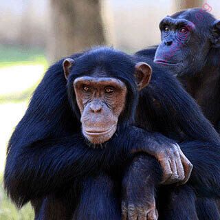 English to Urdu Dictionary - Meaning of Chimpanzee in Urdu is : چنپانزی, بن  مانس, چمپينزي