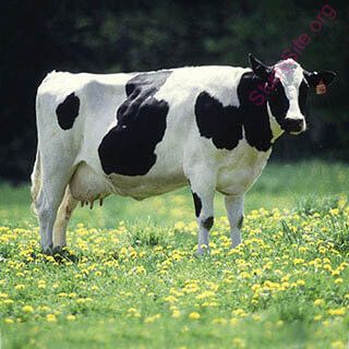 cow (Oops! image not found)