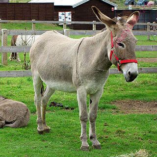 English to English Dictionary - Meaning of Donkey in English is : ass,  jackass, mule, idiot, dolt, fool, dunce, ninny, burro, nitwit, jennet,  simpleton, dickey, dope, horse, imbecile, nincompoop, cuddy, dummy,  elephant,