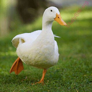 English to English Dictionary - Meaning of Duck in English is : dodge,  evade, dip, elude, sidestep, avoid, plunge, submerge, escape, circumvent,  dive, douse, shirk, shun, crouch, hedge, immerse, stoop, bow, dunk,