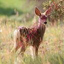 fawn (Oops! image not found)