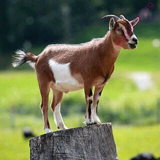 goat (Oops! image not found)
