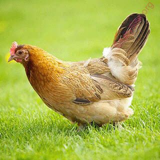 English to English Dictionary - Meaning of Hen in English is : biddy, fowl,  chicken, bird, ewe, poultry, doe, bitch, chanticleer, cock, cow, pullet,  rooster, sow, broiler, chick, mare, roe, tigress, clam,