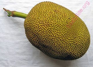jackfruit (Oops! image not found)