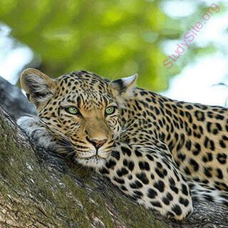 leopard (Oops! image not found)