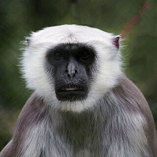 monkey (Oops! image not found)