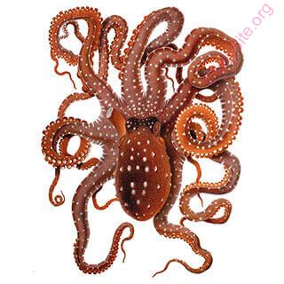 octopus (Oops! image not found)