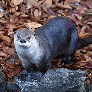 otter (Oops! image not found)