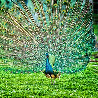 peacock (Oops! image not found)