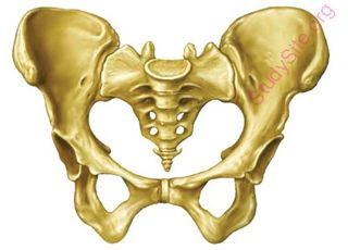 pelvis (Oops! image not found)