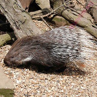 porcupine (Oops! image not found)