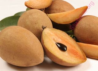 sapodilla (Oops! image not found)