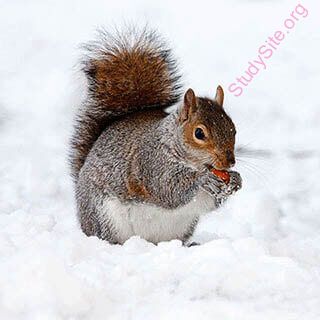 squirrel (Oops! image not found)