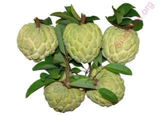 sweetsop (Oops! image not found)