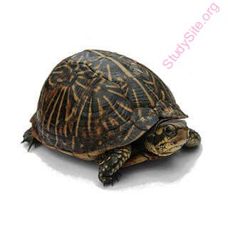 turtle (Oops! image not found)