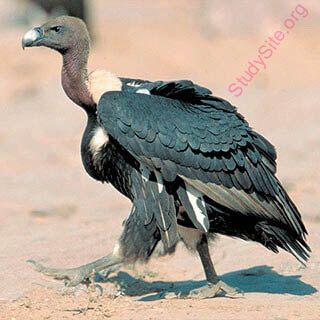 vulture (Oops! image not found)