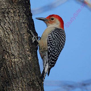 woodpecker (Oops! image not found)