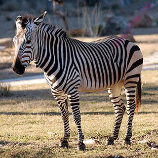 zebra (Oops! image not found)